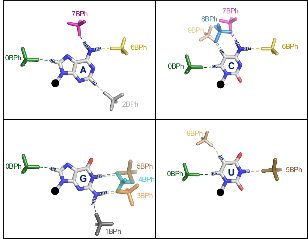 Locations of known base-phosphate interactions for each base