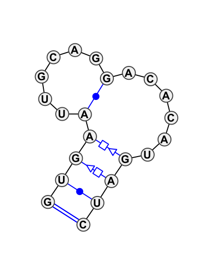 HL_19755.1